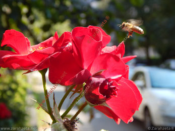 Biene an roter Blume