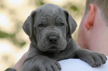 Ich Will Einen Hund Deutsche Dogge Vom Otschertor