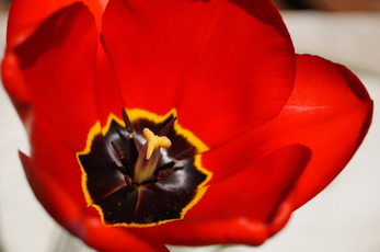 rote-schwarze Tulpenblüte 