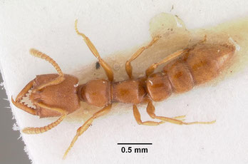 Amblyopone emeryi Saunders, 1890 Mirmecología