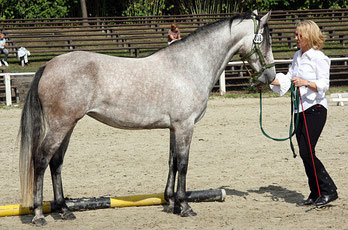 Best of Show 2009 Berber Stute Pashabwa