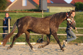 Best of Show 2008 Berber Stute Rhizana al Mansour 