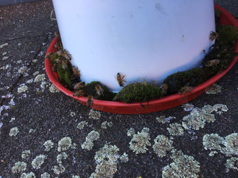 Abreuvoir à poule pour les abeilles