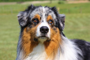 03.06.2012  VDH CACIB Show Neumünster  Bailey läuft BOB und erhält seine fünfte und letze Anwartschaft. Damit ist er nun Deutscher Champion (VDH).     27.06.2011  Augenuntersuchung von Bailey und Ouzo. Beide sind frei bis 06/2012.     08.05.2011  Ouzo erl