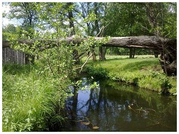 Spreewald Kahnfahrt im Sommer