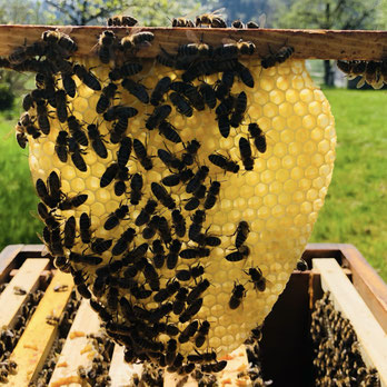 Bienenwachs