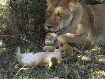 safari kenya leone in2kenya masai mara leonessa cucciolo watamu 