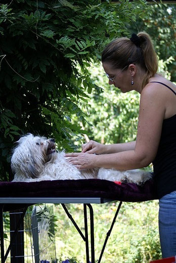 Open-air-Kämm-Aktion - Fiona wird gepflegt