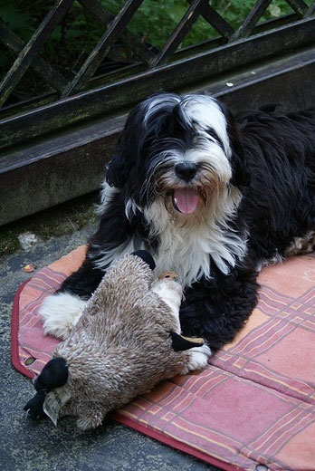 Lisha hat ein Wildschwein erlegt