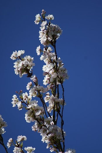 Japanische Zierkirsche in voller Blüte