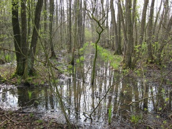 Bostype B4. Overgang tussen Vogelkers-Essenbos en Elzenbroekbos op rabatten.