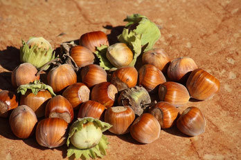 Petite noisette du jardin