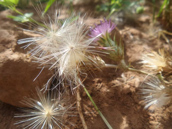 Petra Bosshard-Zwerenz - weisse Fadenblüte vor Erde, Foto 06.2018
