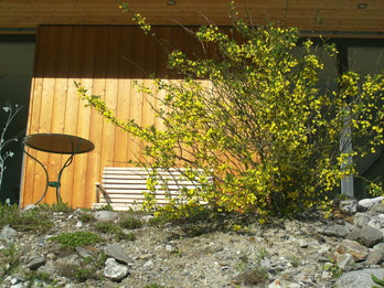 Blühende Strauckwicke "Hippocrepis emerus"