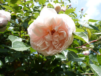 Rose "The Generous Gardener"( David Austin 2002)