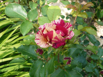 Rose Grimaldi (Delbard 1997)