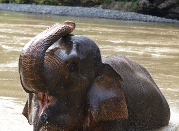 Elefant beim baden in Tankahan