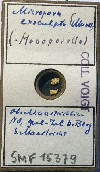 Senckenberg, Bryozoa, Bryozoen, Moostierchen, Sammlung Voigt