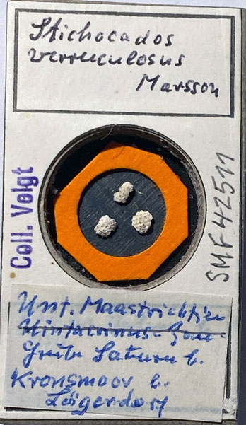 Senckenberg, Bryozoa, Bryozoen, Moostierchen, Sammlung Voigt