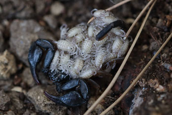 Scorpion noir à pattes jaunes (Euscorpius fflavicaudis), femelle avec ses pullus (petits). Cliquer pour agrandir.