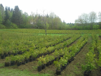 cèdre, cèdres, haie de cèdre, cédrière, portneuf, saint-raymond, producteur, cèdre à vendre