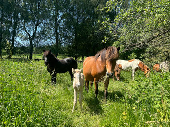 Stute, Frida x Fleygur