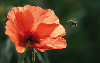 Foto: © Barbara Rüdenauer