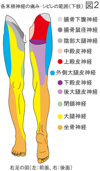 末梢神経の痛みとシビレの範囲：下肢