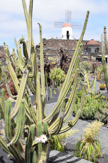 jardin-de-cactus-manuel-enrique
