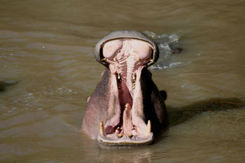 Hippos auf der Safari Kenia in Ziwani