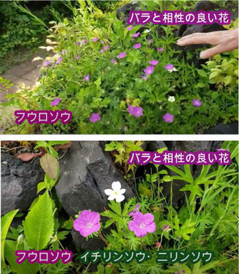 バラと相性の良い花