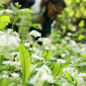 Cueillette sauvage - plantes sauvages comestibles - cuisine sauvage - sorties et formations en Touraine