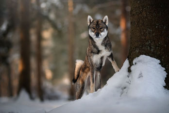 四国犬 Shikoku Ken, dutch shikoku breeder