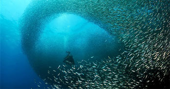 Sardine run