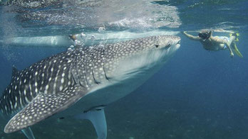 Snorkeling con lo Squalo Balena