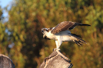 Babuzard pêcheur © Yann Février