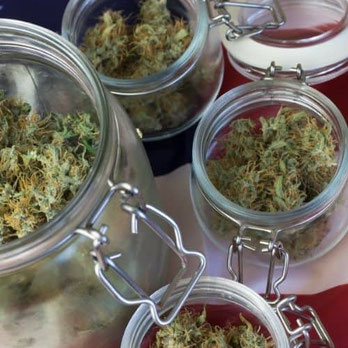 cannabis in behältern fermentieren