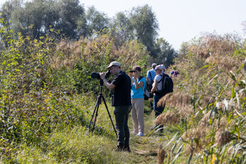 Vogelbeobachtungen durch das Spektiv in der Wabgachniederung