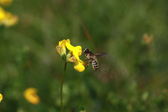 Foto von Janina Voskuhl