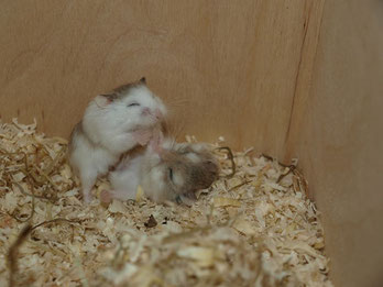 Paar Gruppenhaltung Hamsterbacken Com