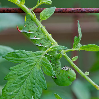 A tobacco hornworm, the caterpillar of a Carolina sphinx moth (Manduca sexta) feeding on a tomato plant at Distant Hill Gardens. 