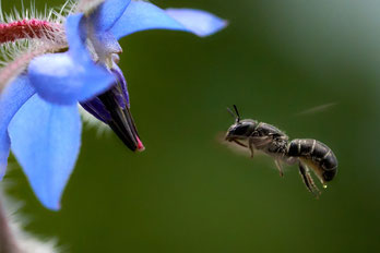 Wildbiene im Anflug. Foto: Naturgucker.de/Volker Hessel