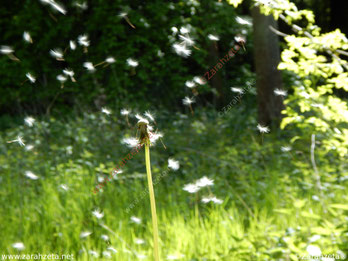 Zarahzetas Lebenskunst mit Pusteblume im Wind