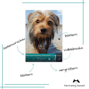 tiertraining diamant, hundeschule salzburg, haustiermagazin österreich, rezept hundeleckerli, diy hundeeis, hundeeis rezept, sommer hund, rhodesian ridgeback, urlaub norwegen hund, trainingstipps hund, tiertraining diamant magazin, haustier