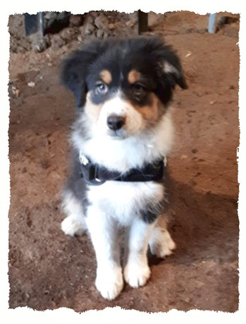 Chiot Berger Australien à l'école pour chiots à Dax