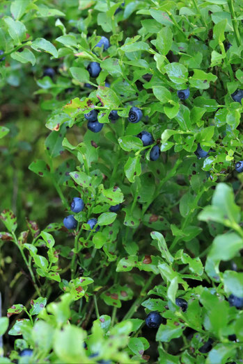 Heidelbeeren auf einem Busch