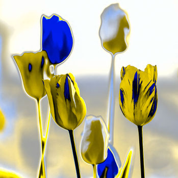 TulpenSolarGelbBlau
