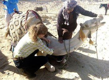 Dr. Dooher volunteering to give a camel a free de-worming injection in Egypt