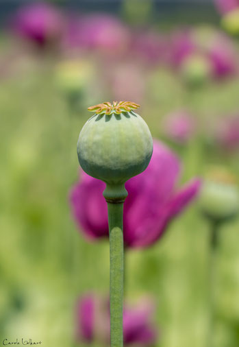 Verblühte Mohnblüte