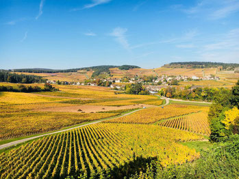 Paysage viticole de la côte chalonnaise en automne - © Office de Tourisme du Grand Chalon